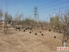 东营西城出售散养土鸡和青皮土鸡蛋